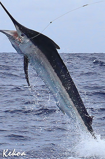 black marlin for Vic