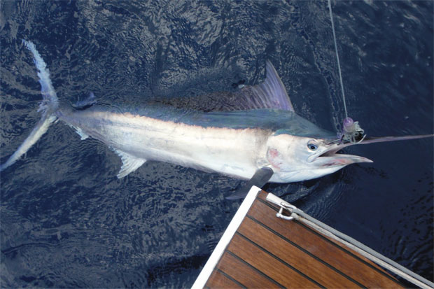 black marlin