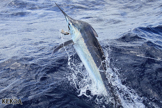 georgie's first marlin on KEKOA