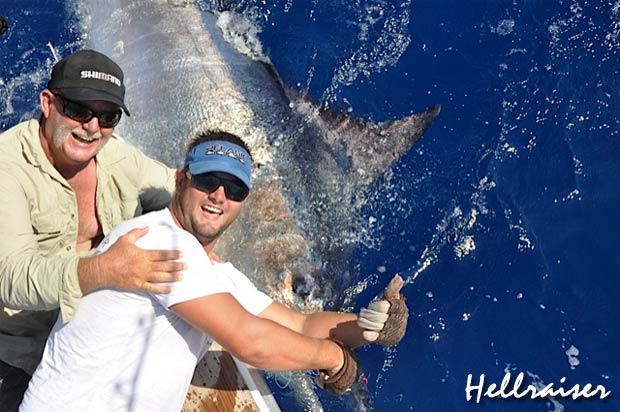 hellraiser 900lb marlin