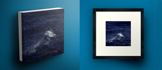marlin canvas and marlin photo prints