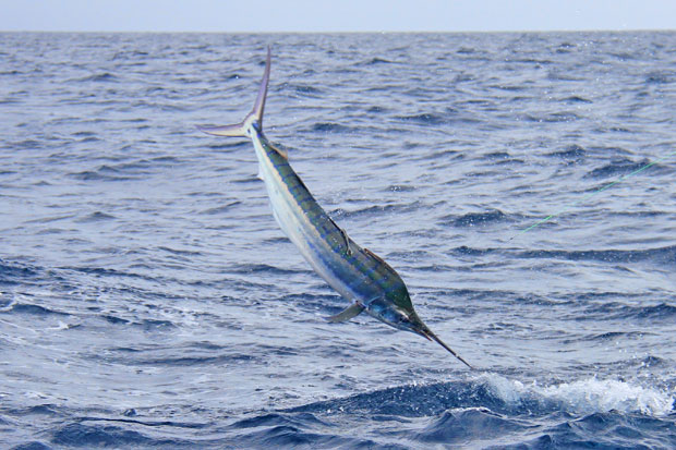 little black marlin