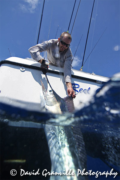 Reel Capture marlin from David Granville