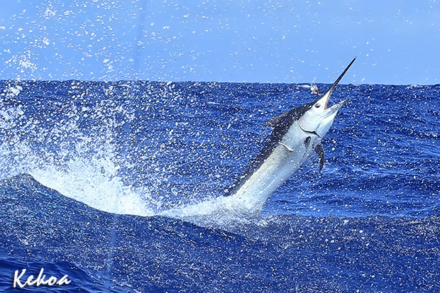 kekoa marlin for Scotty