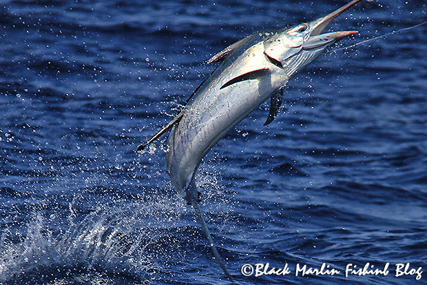 small black marlin