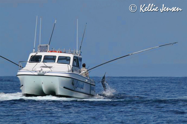 catapult black marlin