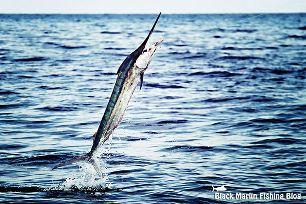 little black marlin