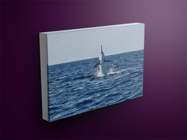 marlin canvas