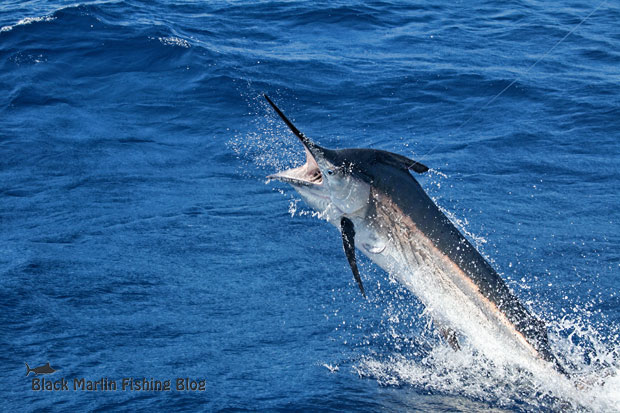 black-marlin