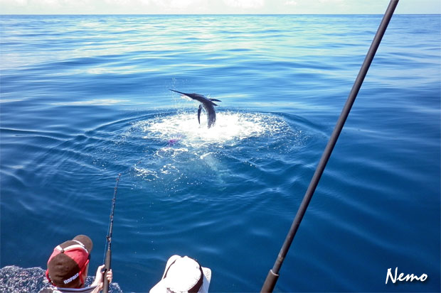 nemo striped marlin