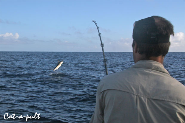 catapult black marlin