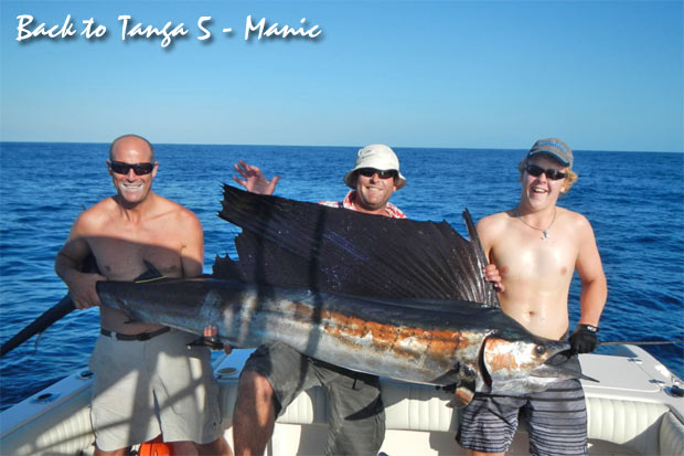 manic sailfish