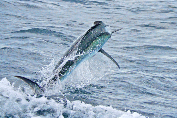 port stephens marlin