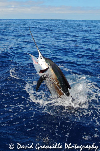 reel-capture-sailfish