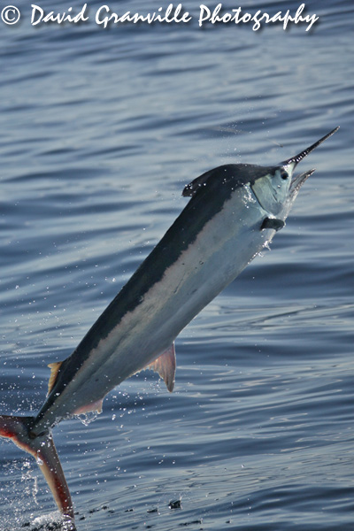 black-marlin