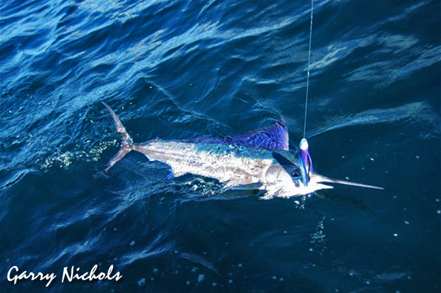 garrys black marlin