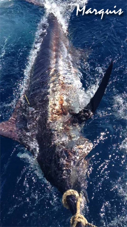 marquis blue marlin