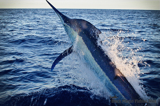 giant black marlin