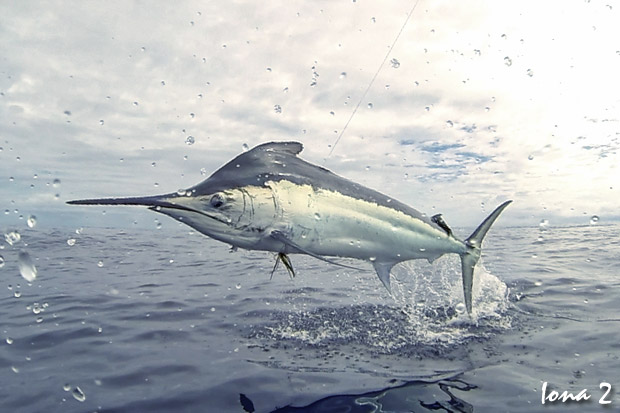 black marlin iona