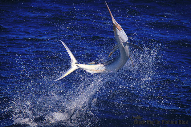 lil-black-marlin