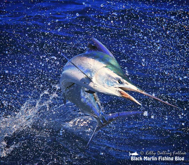 little black marlin