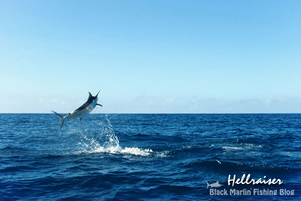 hellraiser black marlin