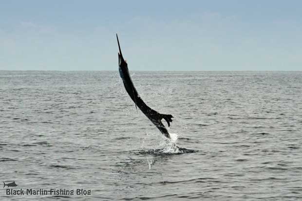 sailfish