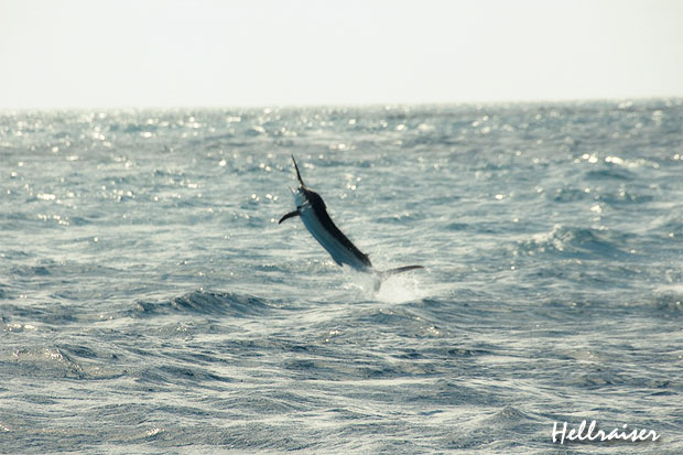 hellraiser_black_marlin_Tournament