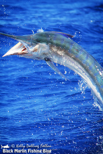 little-black-marlin
