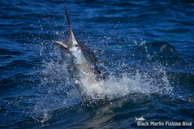 black marlin