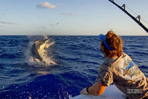 2013 Cairns Marlin Season Recap