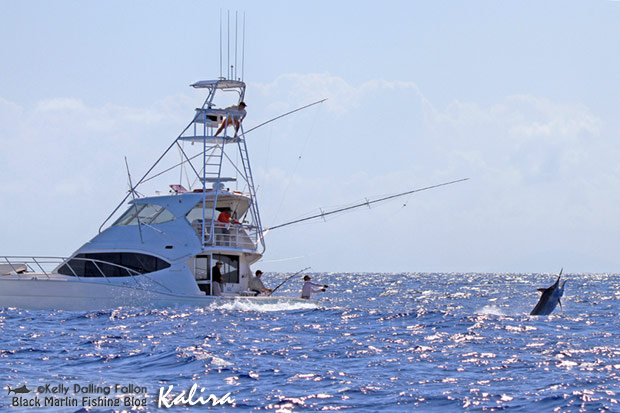 black marlin on Kalira