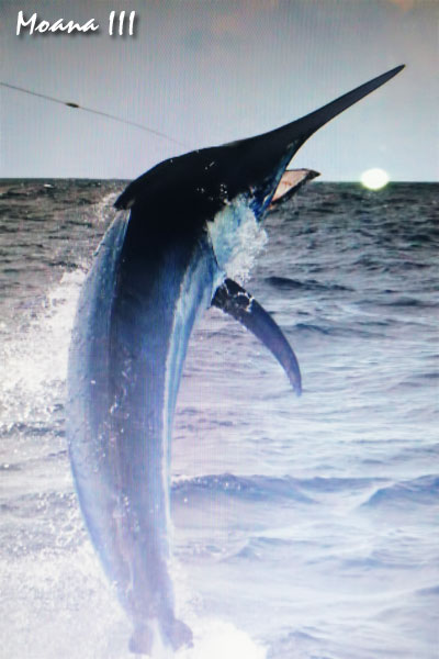 Est 1100lb black marlin for Andrey on Day 4 (Wed)) on board Moana
