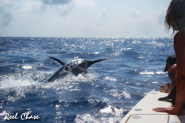 Reel Chase's estimate 850lb black marlin for Tina Beck on Day 3 (Tuesday)