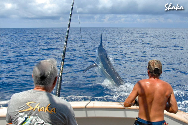 shaka-grander-black-marlin