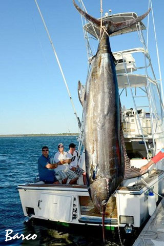 Barco's 892lb blue marlin weighed behind Lucky Strike.