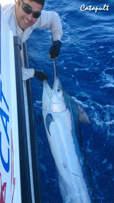 catapult-black-marlin