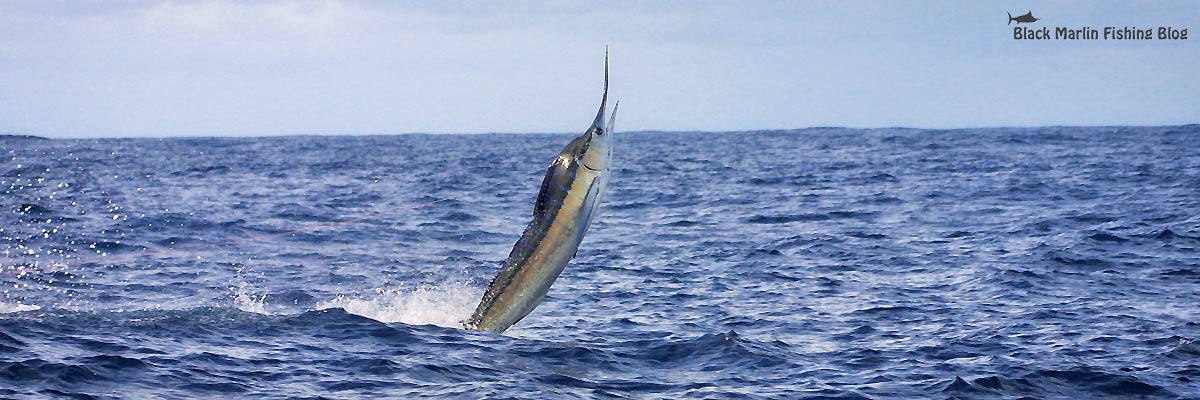 Port stephens striped marlin