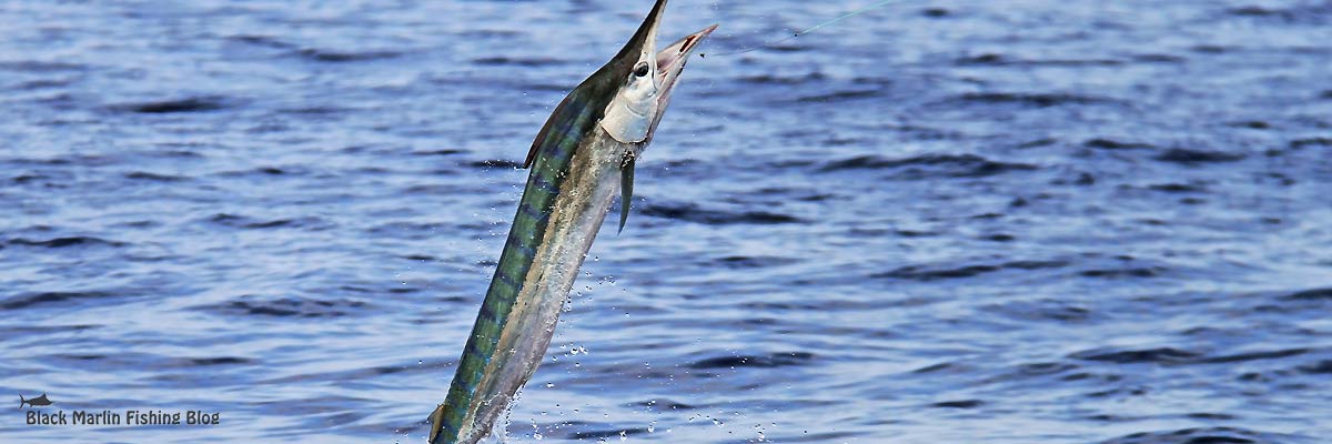 townsville black marlin