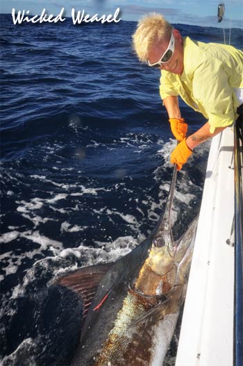 Wicked Weasel blue marlin