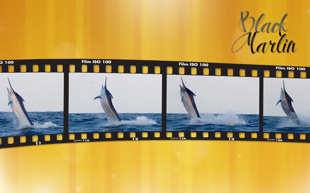 marlin desktop wallpaper