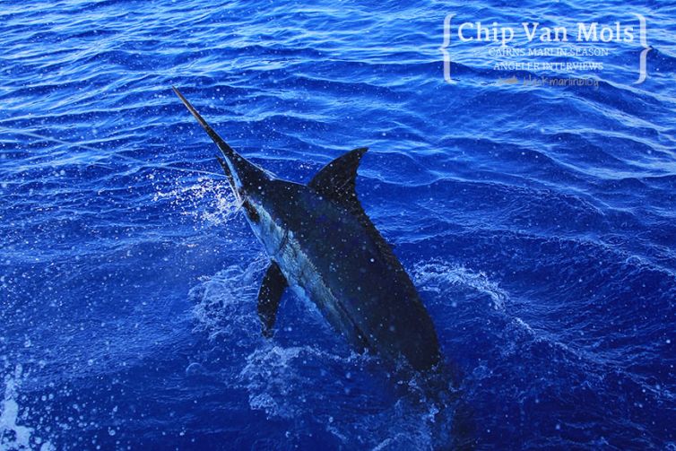 blue-marlin