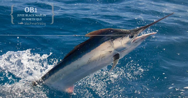 juvenile black marlin Townsville