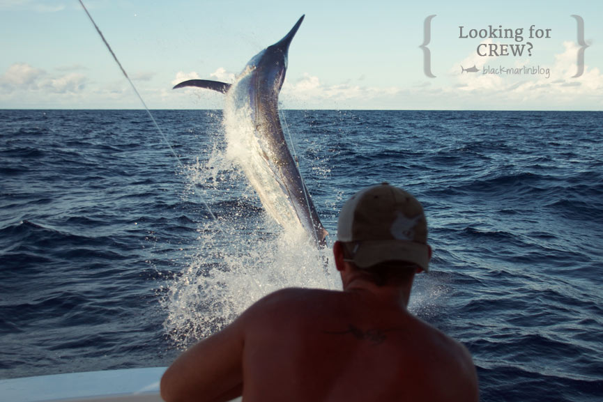 crew-seeking-boats-cairns-marlin-season