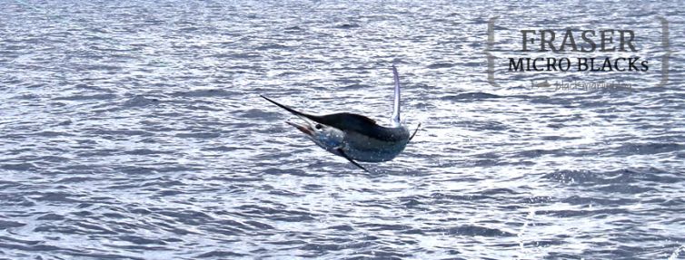 micro-black-marlin