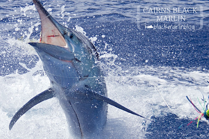 Cairns black marlin