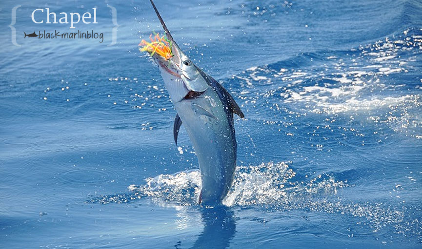 satellite-tagging-juvenile-black-marlin