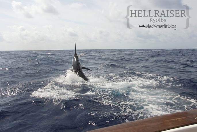 850lb black marlin on Sunday on Hellraiser