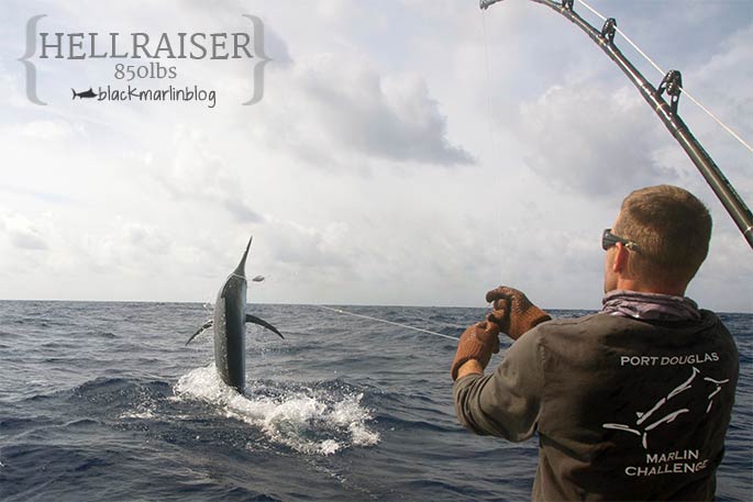 850lb black marlin on Sunday on Hellraiser