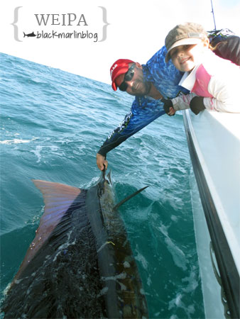 weipa-sailfish